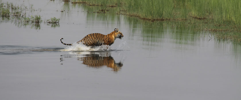 Royal Begal Tiger; Bardia National Park 
