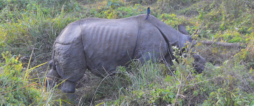 One horn Rhino-Chitwan National Park (World Heritage site)