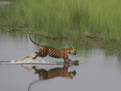 Bardiya National Park Nepal – Ultimate Jungle Safari Travel Guide
