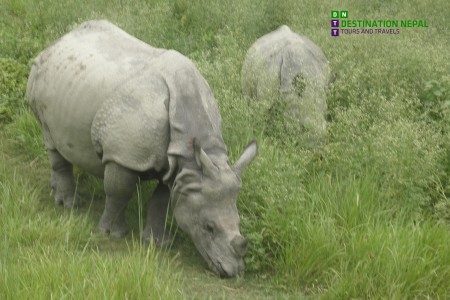 Discover Chitwan National Park: Nepal's Premier Jungle Safari Destination