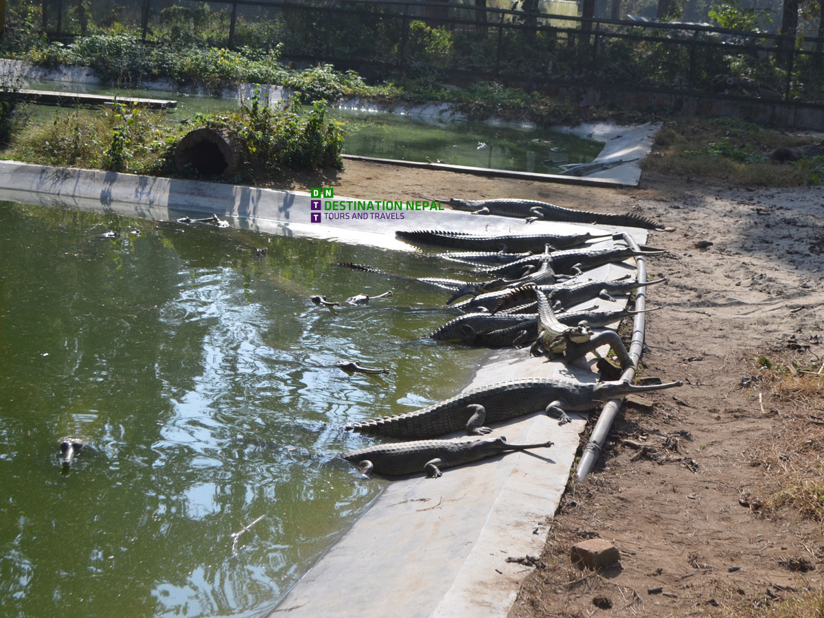 crocodile-breeding-center-chitwan-national-park-1722934667.jpg