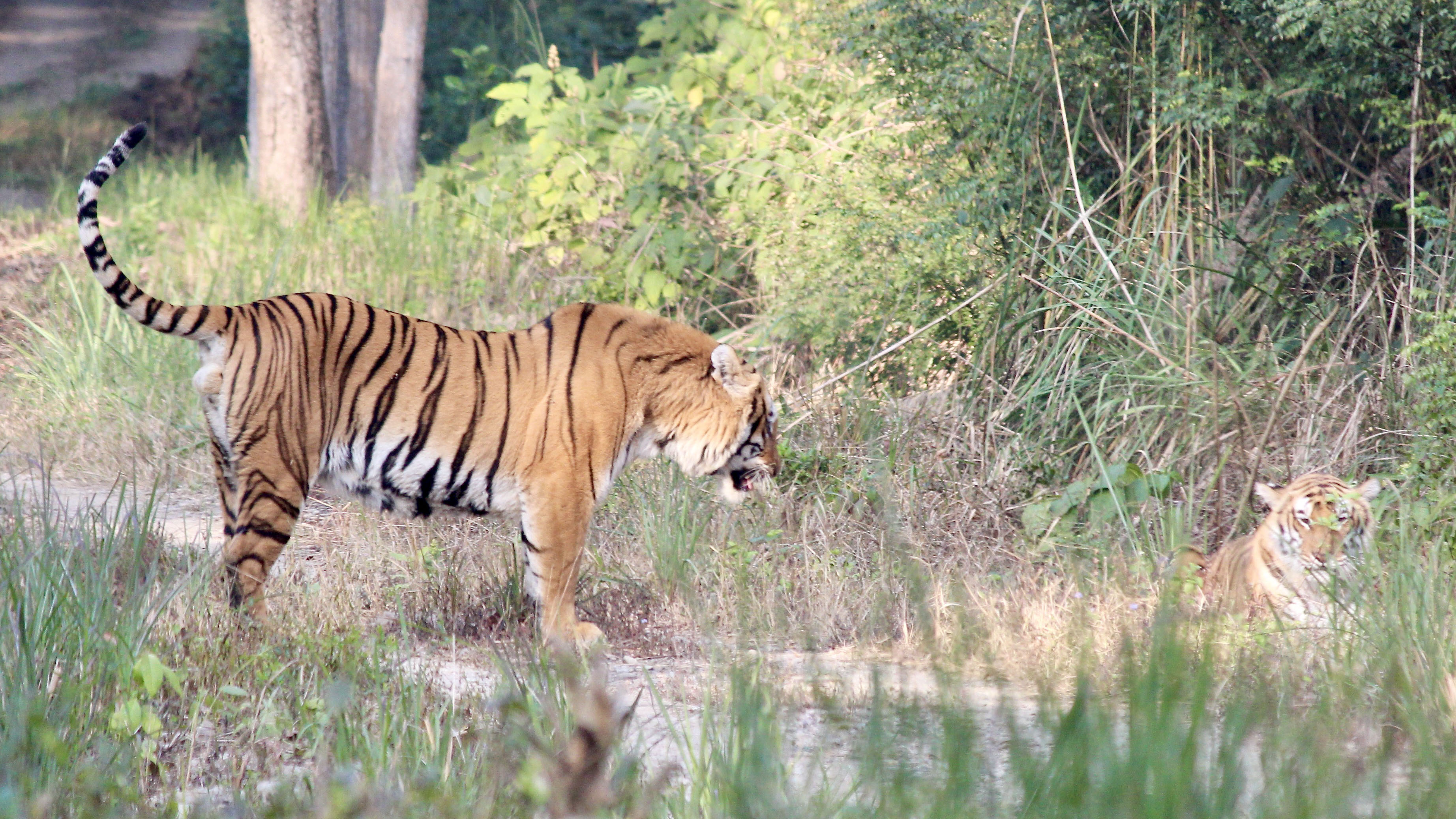 Bardia National Park: Discover Nepal’s Hidden Wildlife Gem